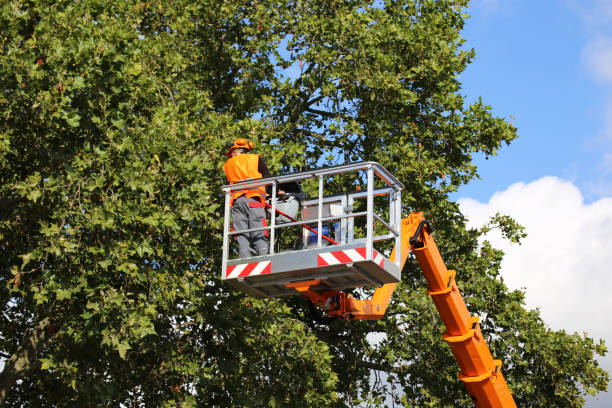 How Our Tree Care Process Works  in Salisbury, MO